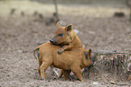 red piglets