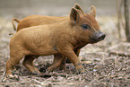 red piglets