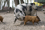 domestic pig