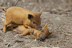 red piglets