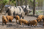 domestic pigs
