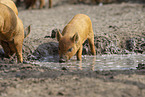 red piglets