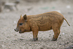 red piglet