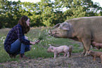 pigs