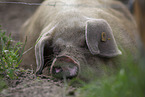 pig