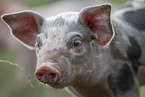 piglet