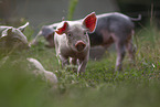 piglets