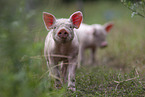 piglets