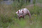 piglet