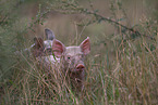piglets