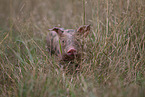 piglet