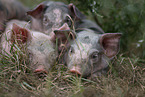 piglets