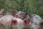 piglets