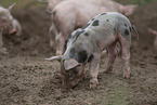piglets