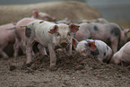 piglets