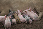 piglets