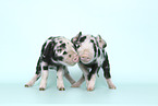 piglets