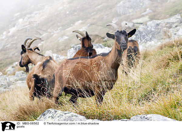 goats / MBS-08562