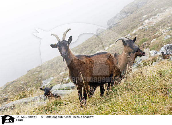 goats / MBS-08564