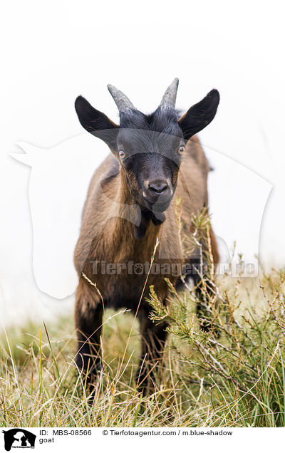 goat / MBS-08566