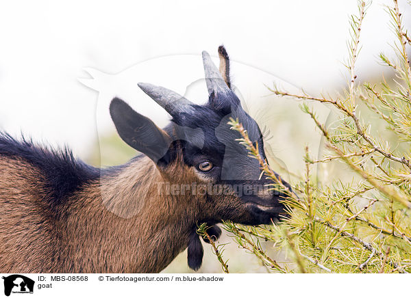 goat / MBS-08568