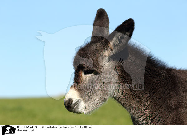 Groesel Fohlen / donkey foal / JH-17453
