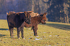 Poitou Donkeys