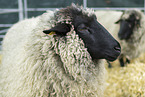 Pomeranian coarsewool sheeps