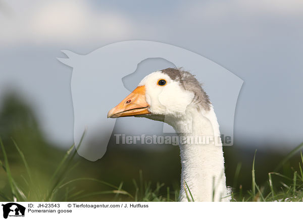 Pommerngans / Pomeranian goose / JH-23543