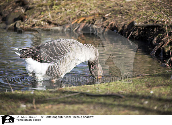 Pomeranian goose / MBS-16727