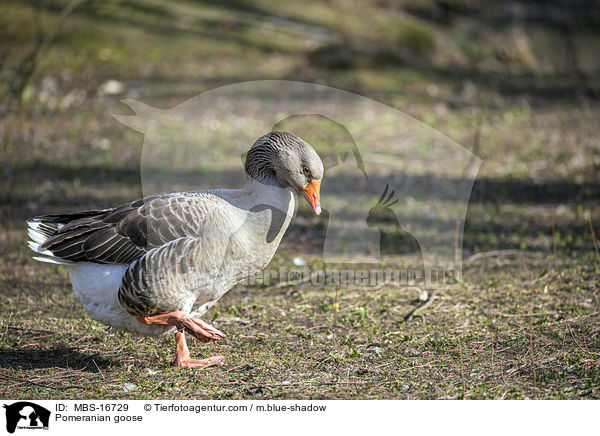 Pomeranian goose / MBS-16729