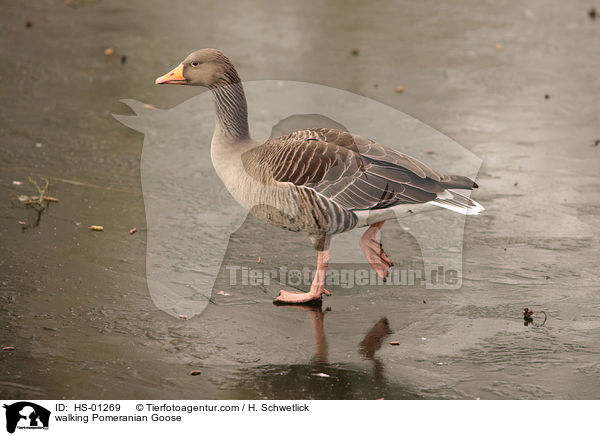 walking Pomeranian Goose / HS-01269