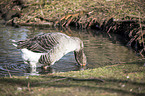 Pomeranian goose