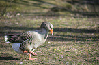 Pomeranian goose