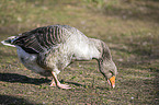 Pomeranian goose