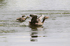 flying Pomeranian Geese
