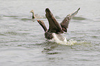 flying Pomeranian Geese