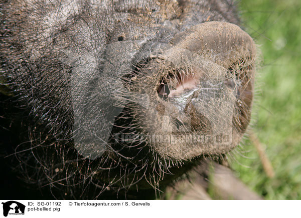 Hngebauchschwein / pot-bellied pig / SG-01192