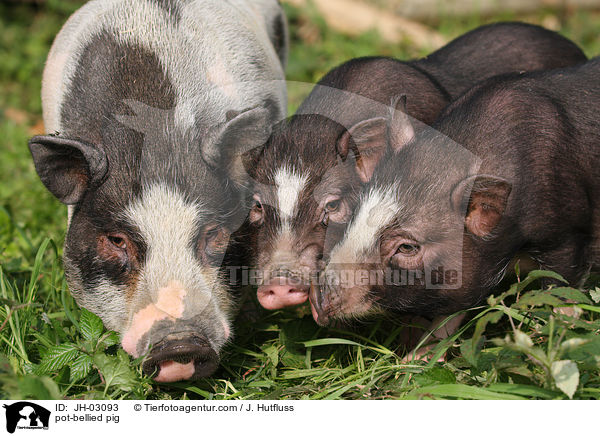 Hngebauchschwein / pot-bellied pig / JH-03093
