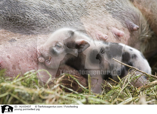 junges Hngebauchschwein / young pot-bellied pig / HJ-03437