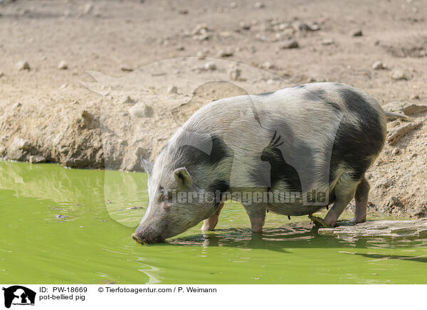 Hngebauchschwein / pot-bellied pig / PW-18669