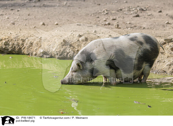 Hngebauchschwein / pot-bellied pig / PW-18671