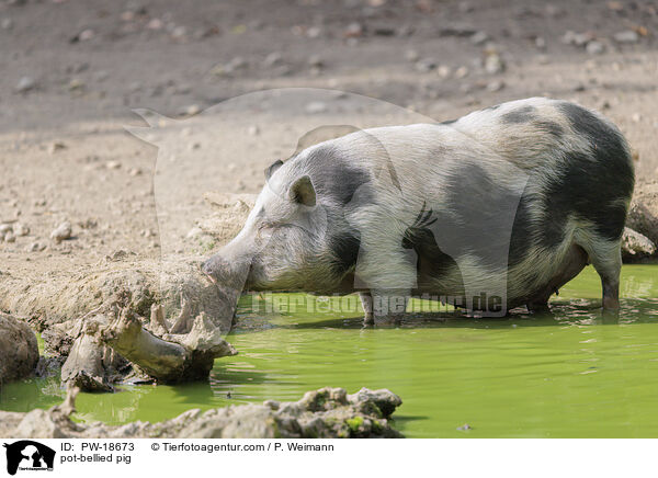 Hngebauchschwein / pot-bellied pig / PW-18673
