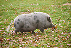 pot-bellied pig