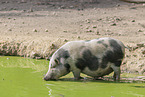 pot-bellied pig