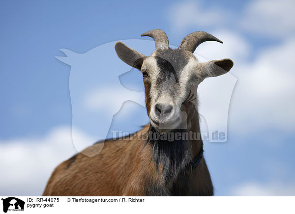 Zwergziege / pygmy goat / RR-44075