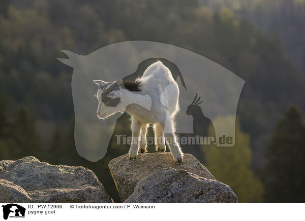 pygmy goat / PW-12906