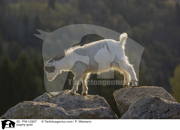 pygmy goat / PW-12907