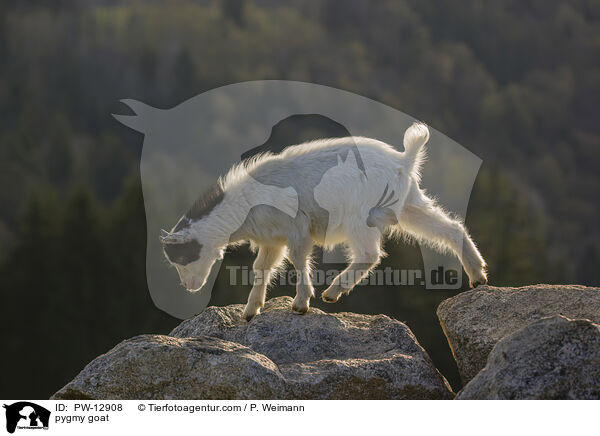 pygmy goat / PW-12908