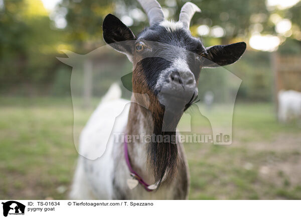 pygmy goat / TS-01634